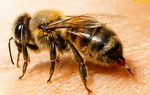 aguijón de abeja